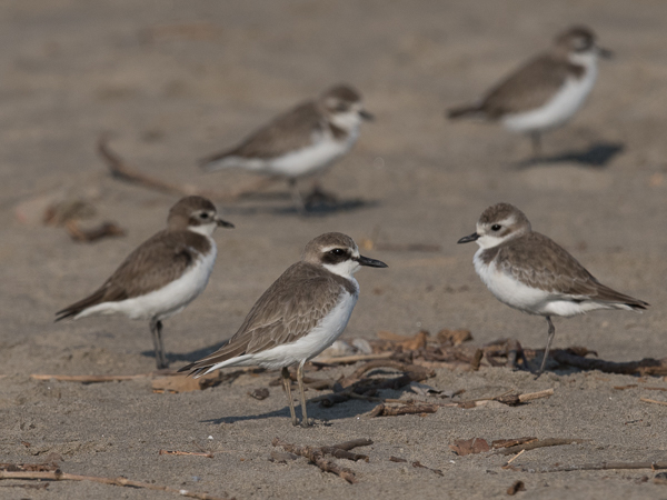 Aavikkotylli, Greater Sand Plover, Charadrius leschenaultii